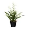 Deko-Orchidee Oncidie Dancing Queen In Weiß-grün -Baumarkt creativ green deko orchidee oncidie dancing queen in weiss grun
